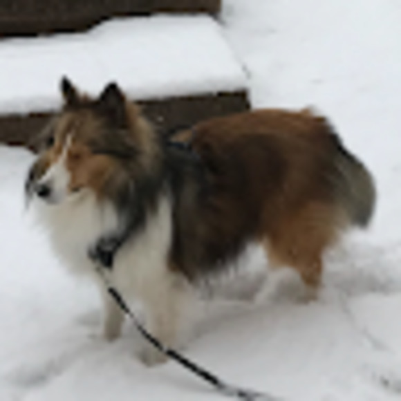 Meet your Posher, Samantha - Picture 1 of 1